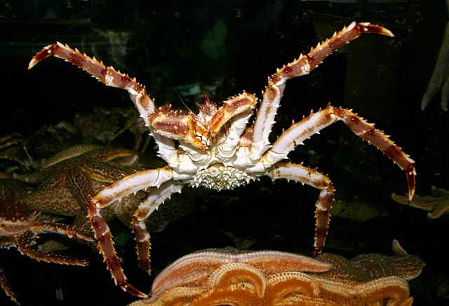 What Is The Biggest Crab In The World